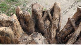 wood roots 0008